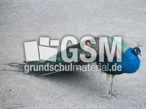 Pfau_3.jpg